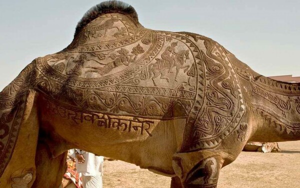 camel barbering
