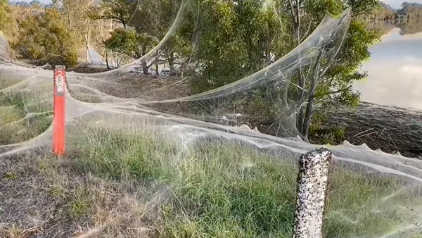 Τεράστιοι ιστοί από αράχνες κάλυψαν δέντρα και δρόμους μετά τις πλημμύρες: «Έμοιαζαν με κύμα»