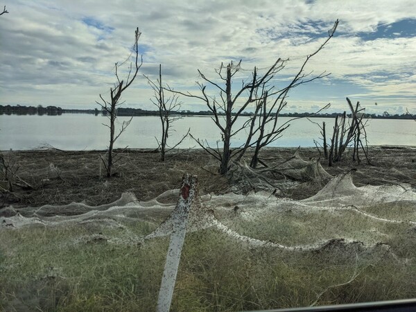 Τεράστιοι ιστοί από αράχνες κάλυψαν δέντρα και δρόμους μετά τις πλημμύρες: «Έμοιαζαν με κύμα»