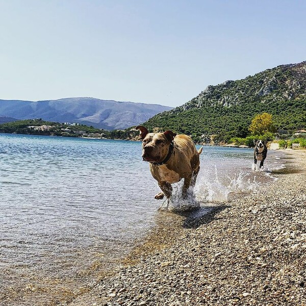 10 νέες φωτογραφίες απ' τα τέλεια ζώα των αναγνωστών μας #696