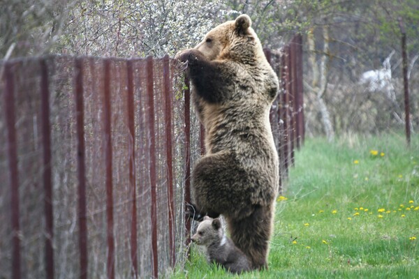 Καστοριά: Αρκούδα «συνελήφθη» να σκαρφαλώνει φράχτη με το μωρό της και να «κλέβει» κεράσια - Απίστευτες εικόνες