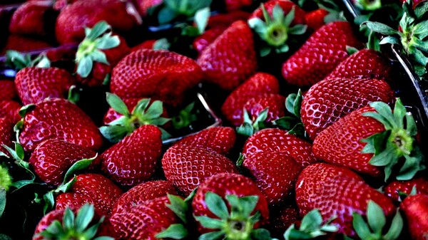Νέα ποικιλία φράουλας υπόσχεται απίστευτη γεύση και καρποφορεί όλο το καλοκαίρι 