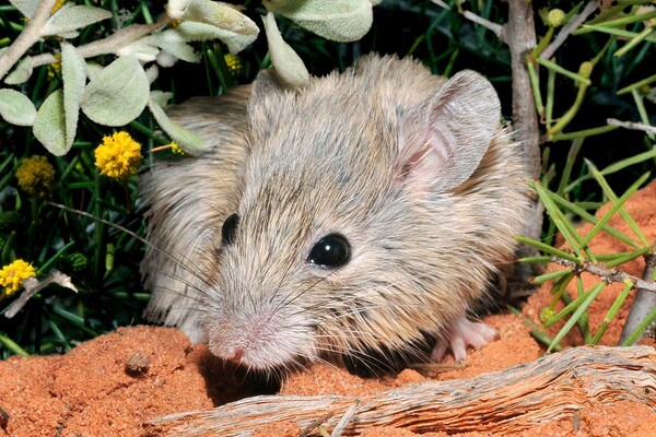 Εγγενές είδος ποντικούς, που θεωρείτο εξαφανισμένο τα τελευταία 150 χρόνια, εντοπίστηκε στην Δυτική Αυστραλία