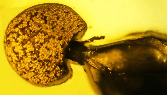 Σπουδαία ανακάλυψη: Παρασιτικοί μύκητες εντοπίστηκαν σε απολιθωμένο μυρμήγκι 50 εκατομμυρίων ετών