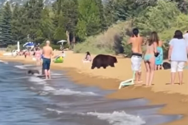 Μαμά αρκούδα με τα μικρά της έκαναν βουτιές σε παραλία- Έκπληκτοι οι λουόμενοι [BINTEO]