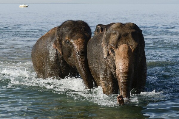 Μπαγκλαντές: Διασώθηκαν ελέφαντες που είχαν ξανοιχτεί στον Κόλπο της Βεγγάλης