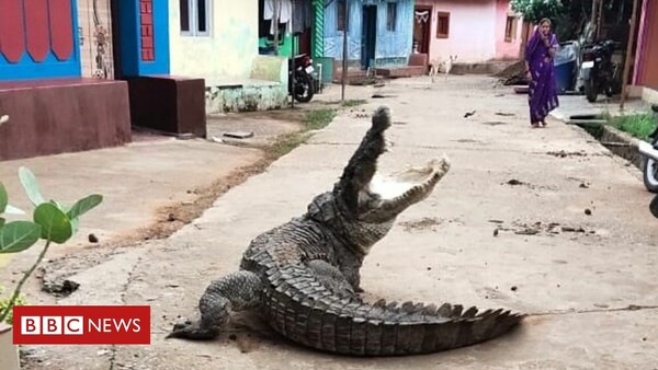 Κροκόδειλος «τρομοκράτης» σε χωριό της Ινδίας - Περιφερόταν ατάραχος για ώρα στους δρόμους 