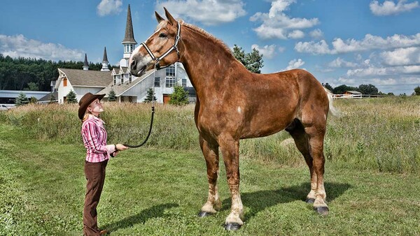 Πέθανε ο Big Jake, το ψηλότερο άλογο στον κόσμο