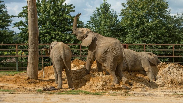 Αγέλη ελεφάντων «25 τόνων» θα μεταφερθεί από ζωολογικό κήπο της Βρετανίας στην άγρια φύση της Κένυας - «Παγκόσμια πρωτιά