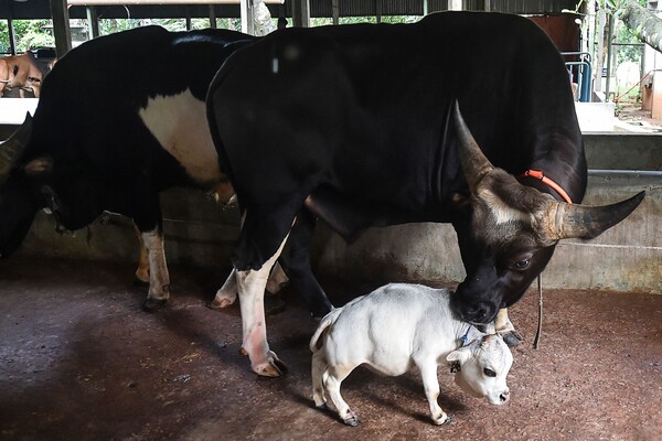 Μπαγκλαντές: Η αγελάδα νάνος Dwarf cow Rani finds fame 