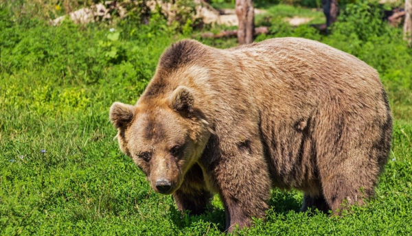 ΗΠΑ: Αρκούδα τράβηξε γυναίκα από τη σκηνή της σε κάμπινγκ και τη σκότωσε