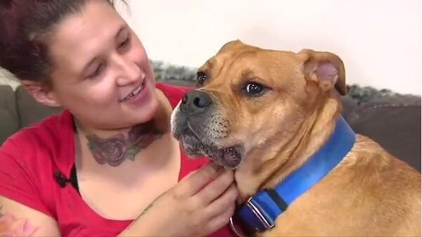 Έψαχνε να υιοθετήσει σκύλο από καταφύγιο και βρήκε τον δικό της- Χάθηκε πριν 2 χρόνια