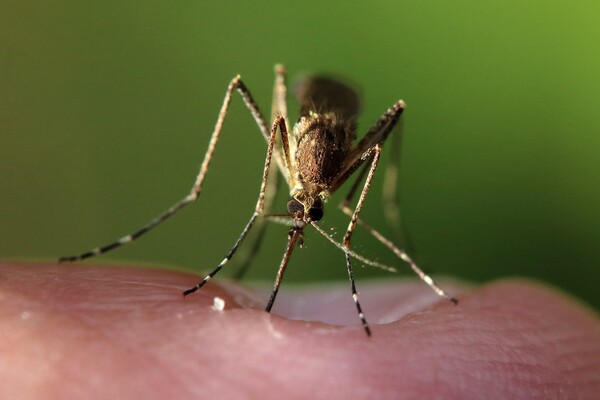 Η κλιματική κρίση μπορεί να θέσει σε κίνδυνο μόλυνσης από ελονοσία και δάγκειο πυρετό 8 δισ. ανθρώπους 