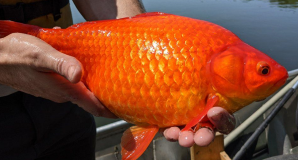 Giant goldfish problem in US lake prompts warning to pet owners