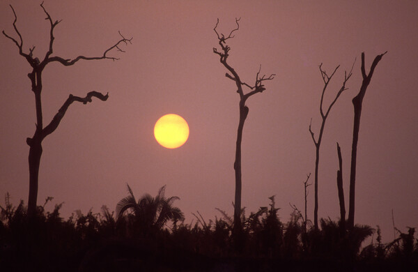 Το δάσος του Αμαζονίου εκπέμπει πλέον περισσότερο διοξείδιο του άνθρακα από όσο απορροφά