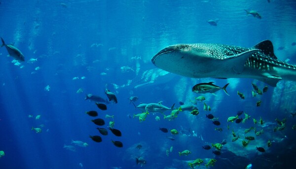 Australians want to rebrand shark attacks as ‘negative encounters.’ Survivors don’t necessarily agree.