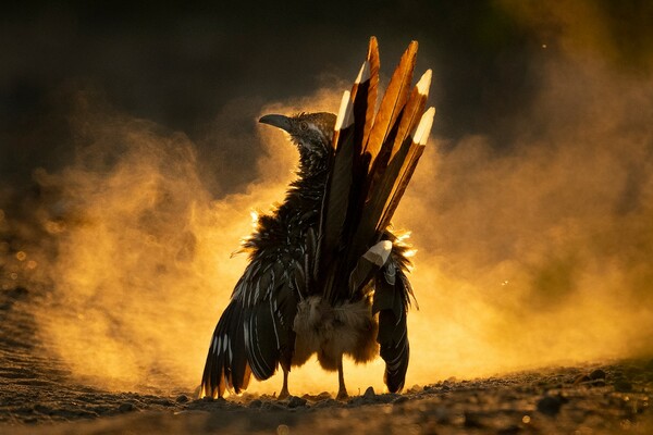 Η αθέατη ζωή των πουλιών: Μοναδικές φωτογραφίες στον διαγωνισμό Audubon Photography Awards