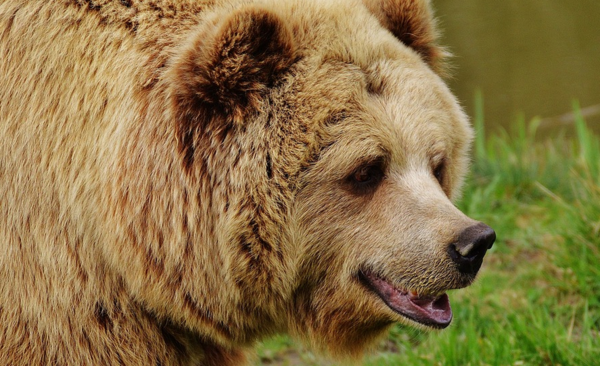 Κοζάνη: Τροχαίο με θύμα νεαρή αρκούδα στην Εγνατία Οδό