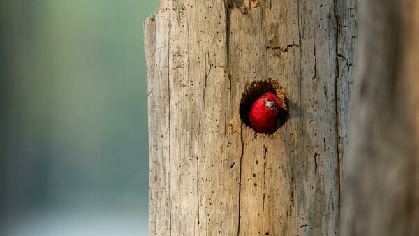 Η αθέατη ζωή των πουλιών: Μοναδικές φωτογραφίες στον διαγωνισμό Audubon Photography Awards