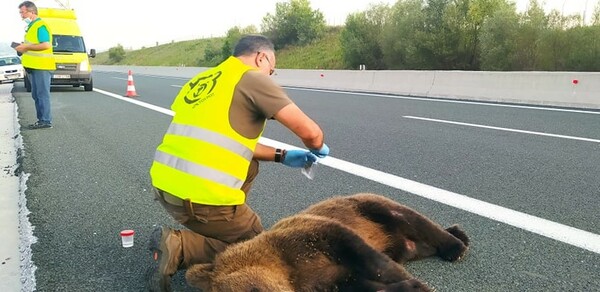 Κοζάνη: Τροχαίο με θύμα νεαρή αρκούδα στον κάθετο άξονα της Εγνατίας Οδού