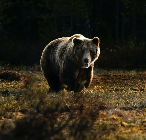 Αλάσκα: Η ίδια αρκούδα τον «κυνηγούσε» κάθε νύχτα- Τον έσωσαν μετά από μια εβδομάδα