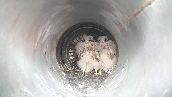 Μηχανικοί έσωσαν δύο μωρά γεράκια από την «εξάτμιση» αεροσκάφους - «Είδαμε τέσσερα μάτια να μας κοιτούν» 