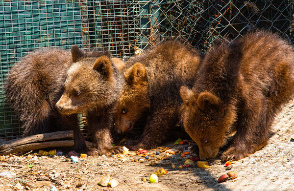 Ορφανά αγρίμια: Στην «αγκαλιά» του Αρκτούρου τρία αρκουδάκια, δύο λυκάκια και ένα μικρό τσακάλι