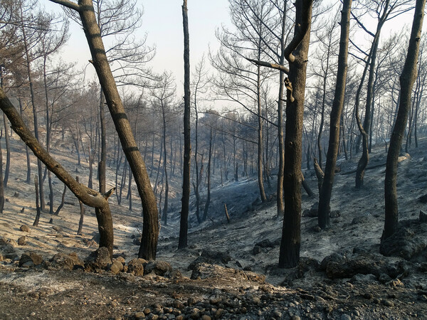 Πυρκαγιά στη Ρόδο: «Να κηρυχθούν σε κατάσταση έκτακτης ανάγκης 7 περιοχές»