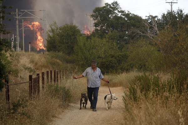 Ήρωες στη φωτιά: Άνθρωποι σώζουν άλογα και σκυλιά - Οι πυροσβέστες που προστάτευσαν τα μελίσσια