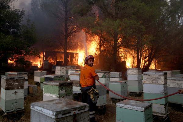 Ήρωες στη φωτιά: Άνθρωποι σώζουν άλογα και σκυλιά - Οι πυροσβέστες που προστάτευσαν τα μελίσσια