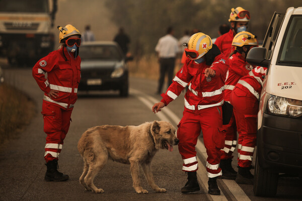 Ήρωες στη φωτιά: Άνθρωποι σώζουν άλογα και σκυλιά - Πυροσβέστες προστάτευσαν τα μελίσσια