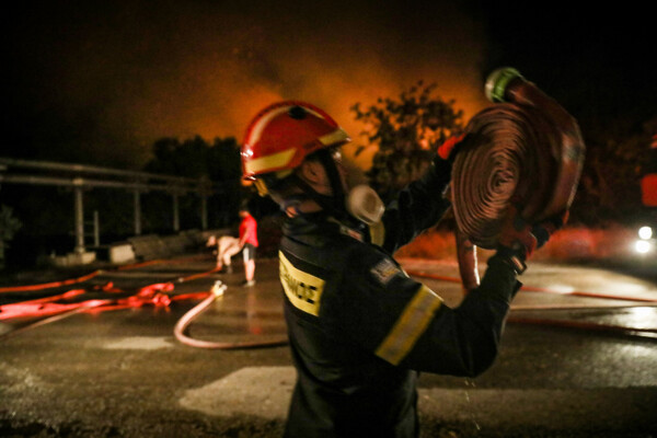 Ήρωες στη φωτιά: Άνθρωποι σώζουν άλογα και σκυλιά - Οι πυροσβέστες που προστάτευσαν τα μελίσσια