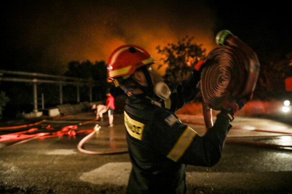 Ήρωες στη φωτιά: Άνθρωποι σώζουν άλογα και σκυλιά - Οι πυροσβέστες που προστάτευσαν τα μελίσσια