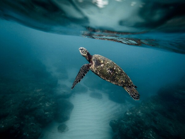 Εξελικτική «παγίδα» οδηγεί νεαρές θαλάσσιες χελώνες να τρώνε πλαστικά