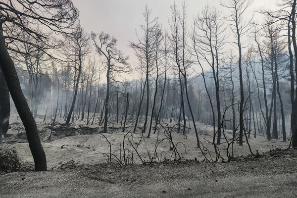 Χαρδαλιάς: 118 πυρκαγιές τις τελευταίες 24 ώρες- Η εικόνα στα πύρινα μέτωπα