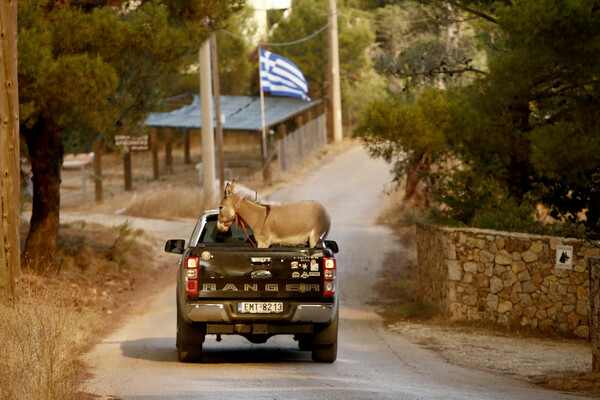 Ασταμάτητη η φωτιά στη Βαρυμπόμπη: Οι φλόγες μπήκαν στη Δροσοπηγή - Εκκενώνονται οι Αφίδνες