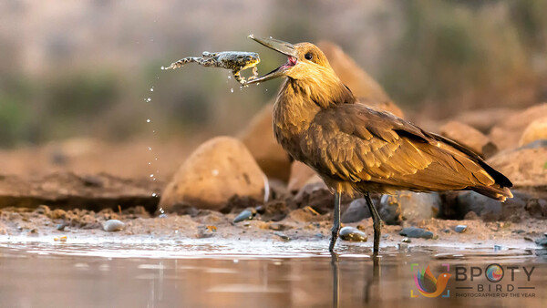 bird photography