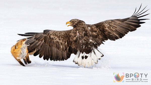 bird photography