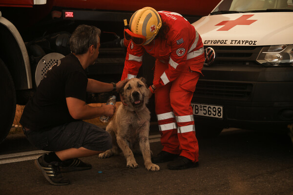 Dogs' Voice: Πώς μπορούμε να βοηθήσουμε ζώα από πυρόπληκτες περιοχές