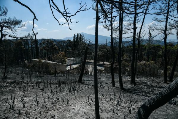 Ανεξέλεγκτη καταστροφή: Η φωτιά σαρώνει ακόμα Θρακομακεδόνες, Βαρυμπόμπη - Καμένο δάσος στα βασιλικά κτήματα (ΕΙΚΟΝΕΣ)