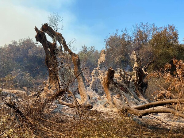 Φωτιά στην Εύβοια: Κάηκε ελιά 2.500 χρόνων στις Ροβιές
