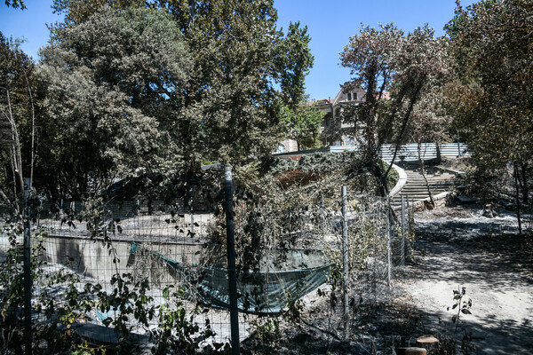 Τατόι: Ό,τι άφησε πίσω της η φωτιά - Φωτορεπορτάζ στα πρώην βασιλικά κτήματα