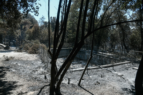 Τατόι: Ό,τι άφησε πίσω της η φωτιά - Φωτορεπορτάζ στα πρώην βασιλικά κτήματα