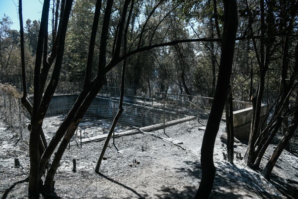 Τατόι: Ό,τι άφησε πίσω της η φωτιά - Φωτορεπορτάζ στα πρώην βασιλικά κτήματα 