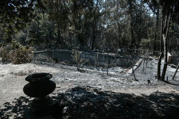 Τατόι: Ό,τι άφησε πίσω της η φωτιά - Φωτορεπορτάζ στα πρώην βασιλικά κτήματα