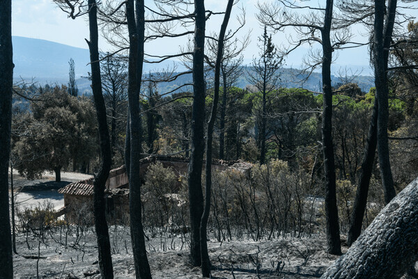 Τατόι: Ό,τι άφησε πίσω της η φωτιά - Φωτορεπορτάζ στα πρώην βασιλικά κτήματα