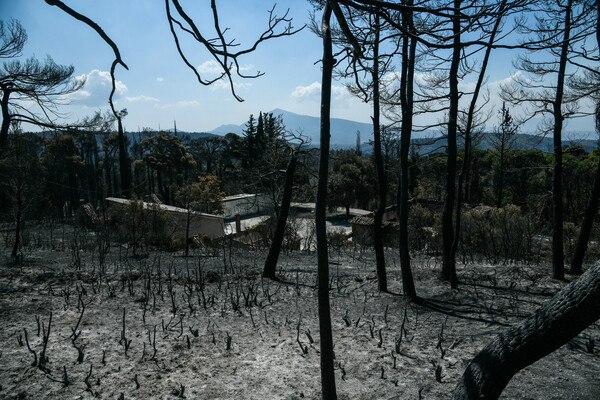 "Το Τατόι δεν είναι ένα παλάτι, είναι η καρδιά του Εθνικού Δρυμού και ανήκει σε όλους μας".