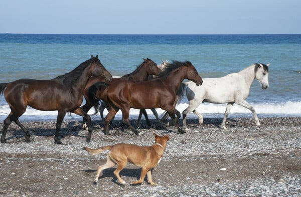 Στην Αγία 'Αννα, κάποτε, με τη Νάνσυ και τα άλογά της