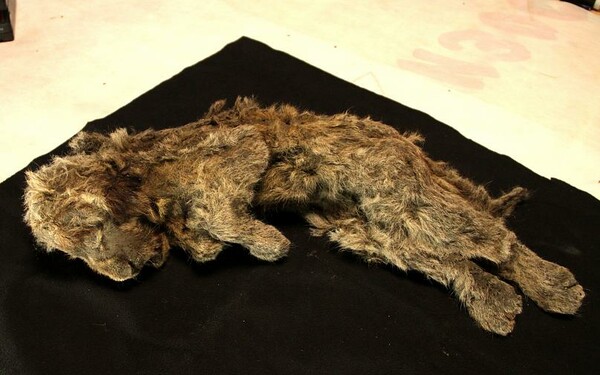 «Η κοιμώμενη Σπάρτη»: Άριστα συντηρημένο λιοντάρι βρέθηκε στη Σιβηρία - «Νεκρό εδώ και 28.000 χρόνια»