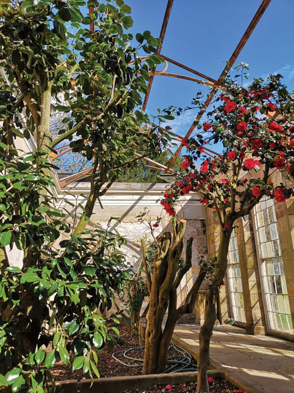 Άποψη του κήπου στο Camellia House: ένα εκκεντρικό αρχοντικό με αιωνόβιες καμέλιες ζωντανεύει ξανά